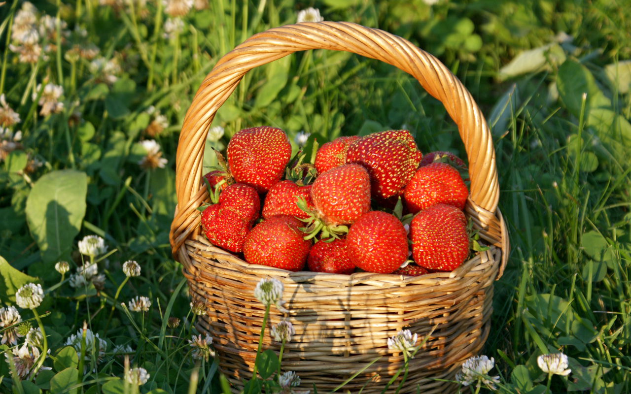 Корзина свежей клубники стоит на траве