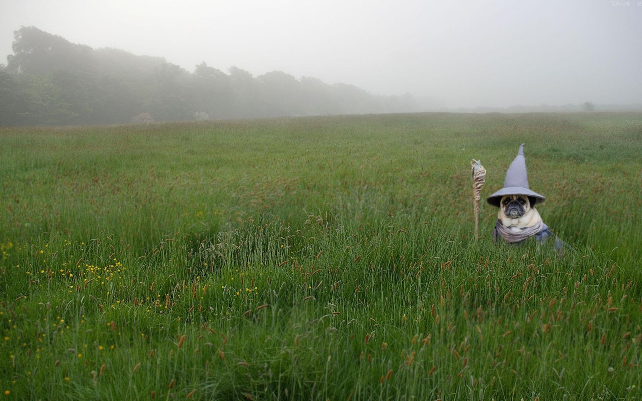 Pug in Gandalf costume in green grass