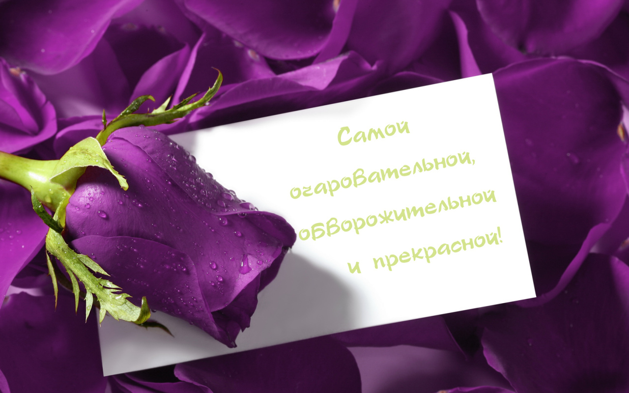 Сиреневая роза любимой девушке на 8 марта