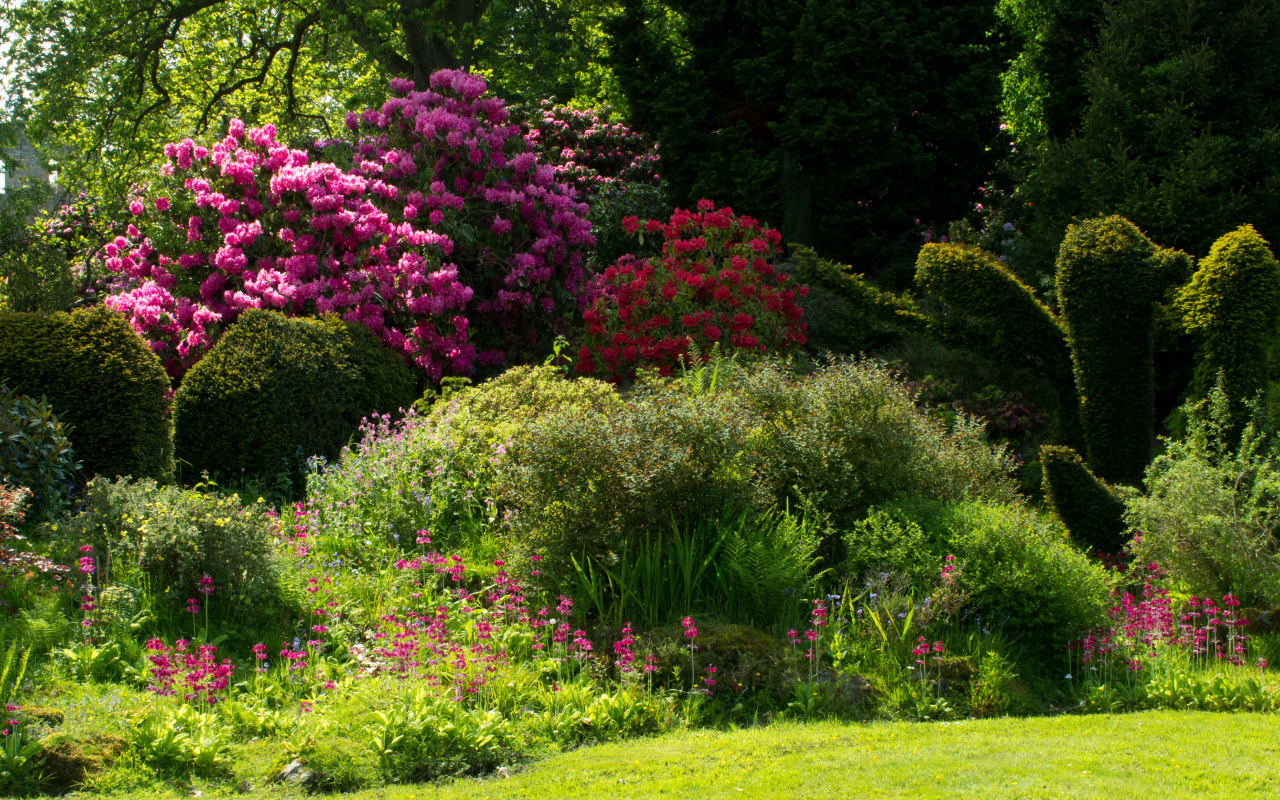Красивые цветущие кусты роз в парке 