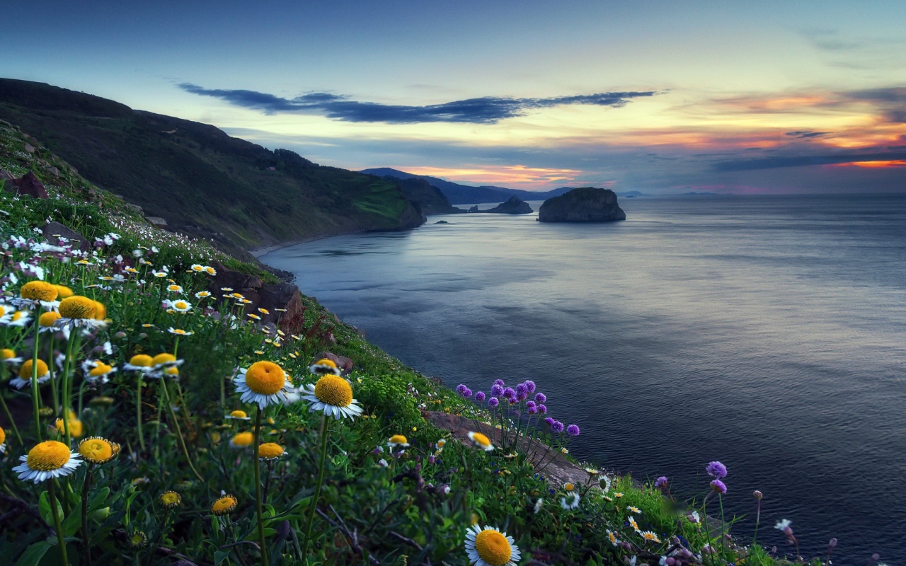Ромашки на холме у океана 