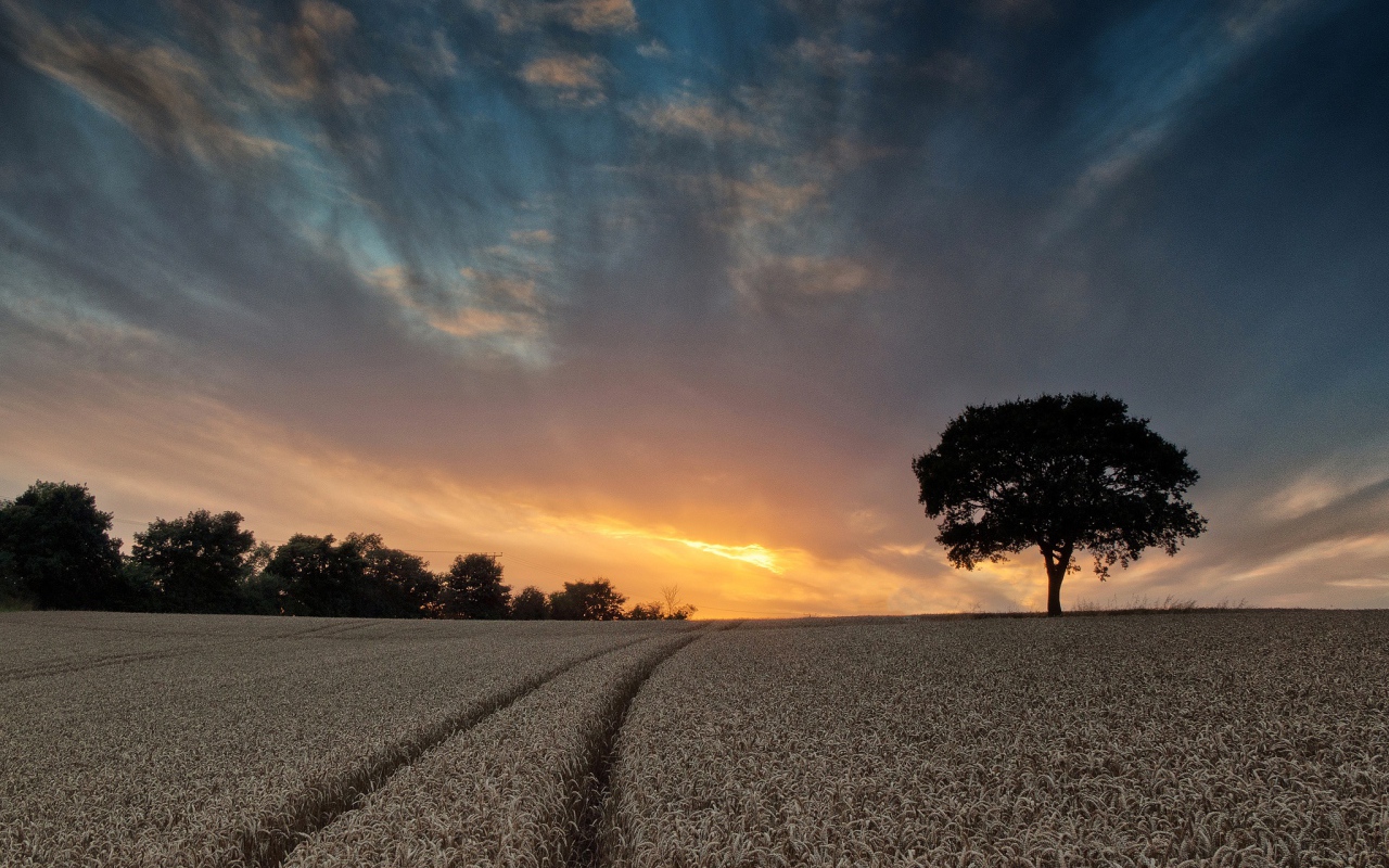 Поле пшеницы летом под красивым небом на закате солнца