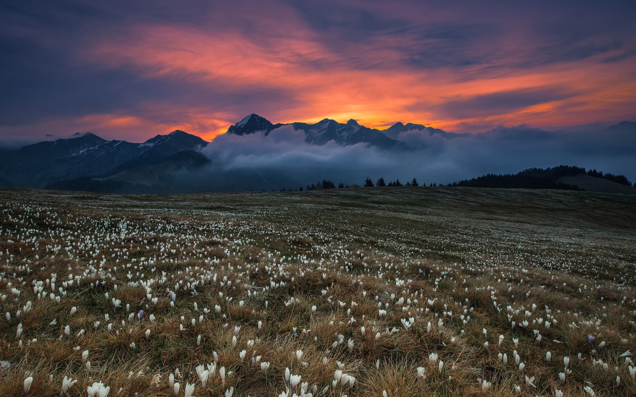 Поле белых крокусов у гор на фоне неба 