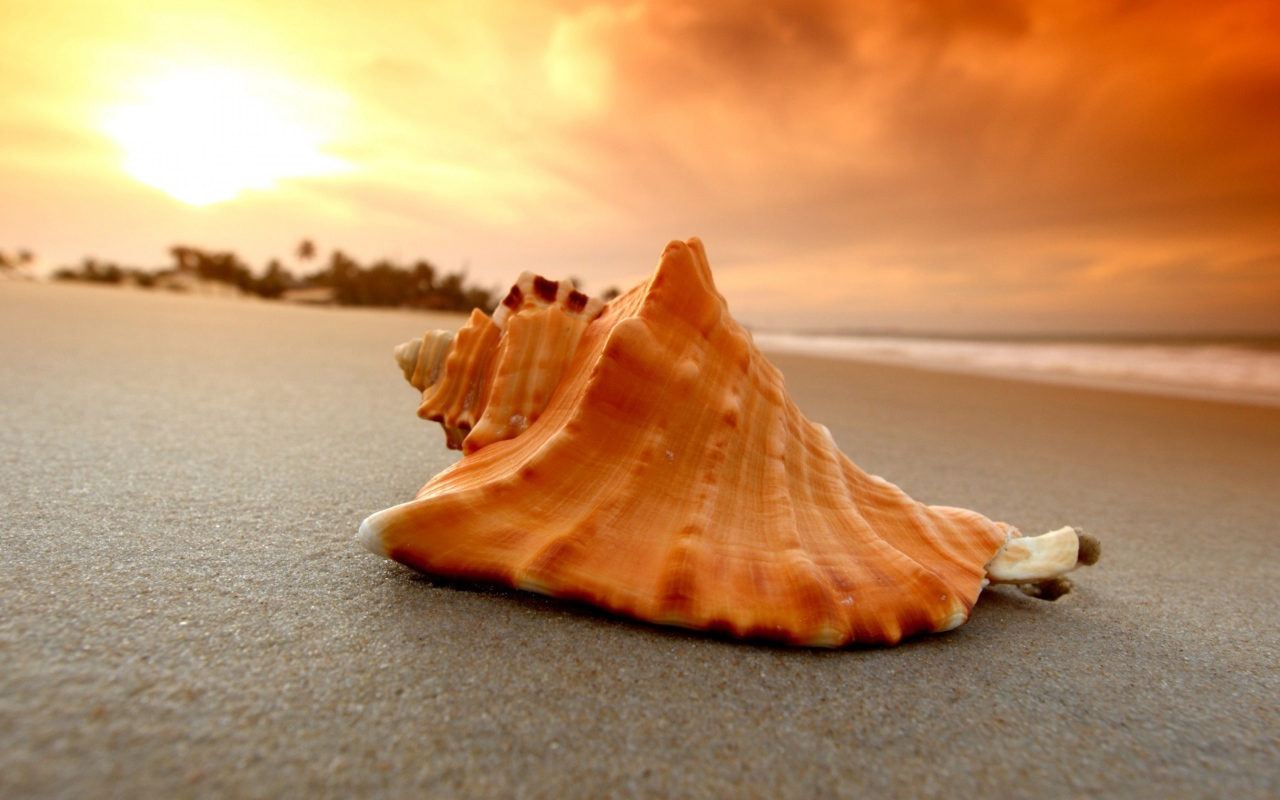 Large shell lies on hot sand at sunset