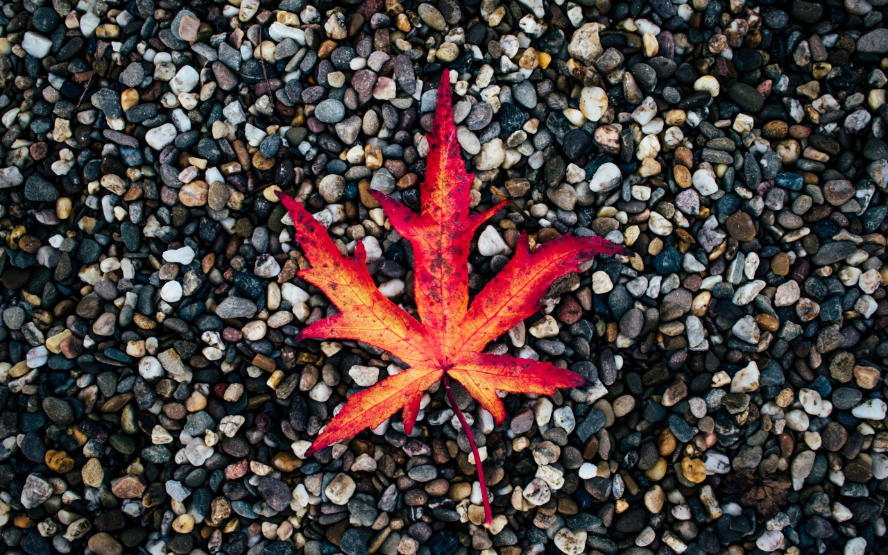 Опавший желтый лист лежит на мелких камнях