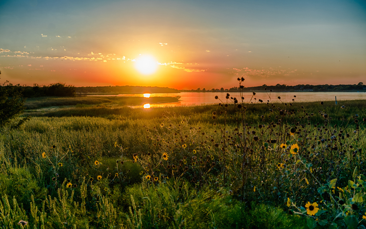 Полевые цветы на закате солнца над озером