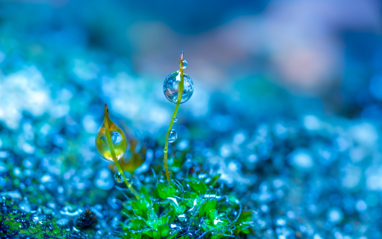 Молодой зеленый росток травы в каплях росы