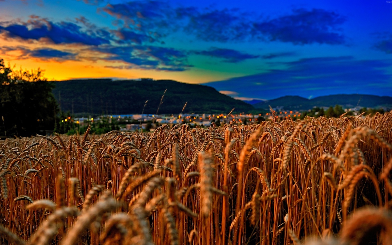 Поле спелой пшеницы на фоне красивого неба на закате