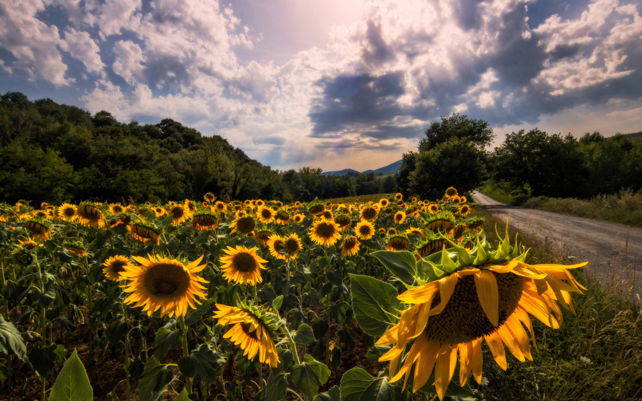 Поле подсолнухов у дороги на фоне красивого неба