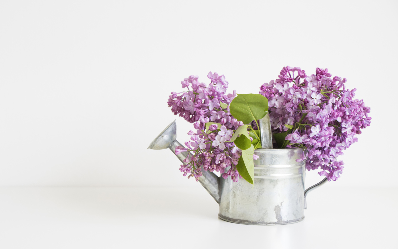 Букет сирени в лейке на сером фоне
