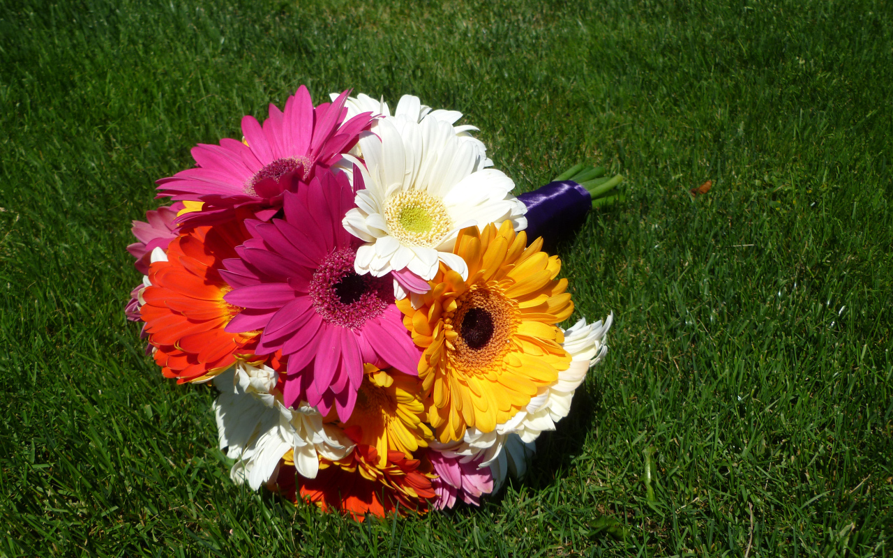 Букет разноцветных гербер лежит на зеленой траве