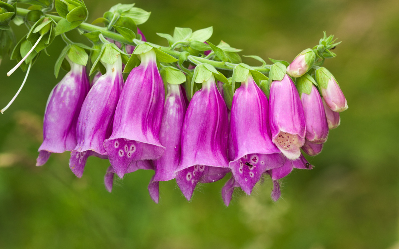 Веточка красивых фиолетовых цветов колокольчиков