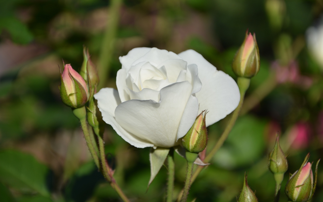 Нежная белая садовая роза 