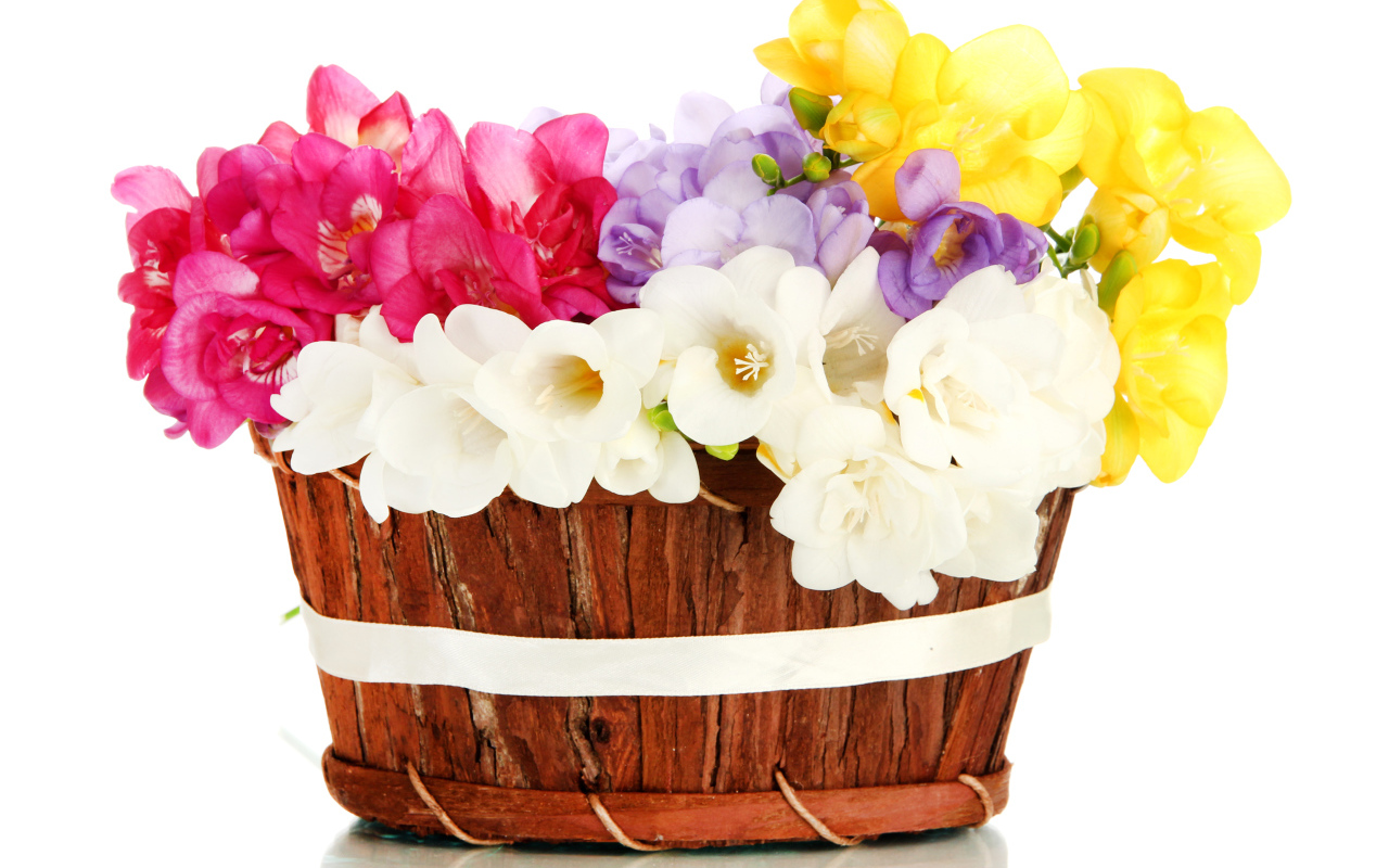 Корзина разноцветных цветов Фрезия на белом фоне