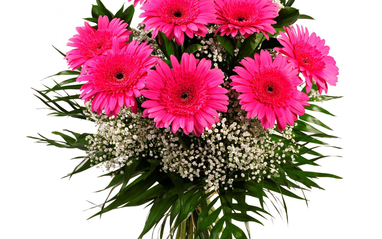 Красивый букет розовых гербер с зелеными листьями на белом фоне