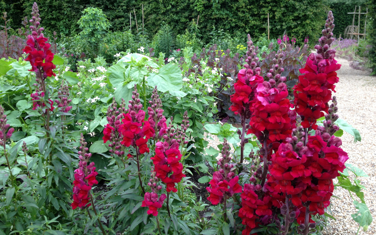 Красивые бордовые цветы львиный зев на клумбе