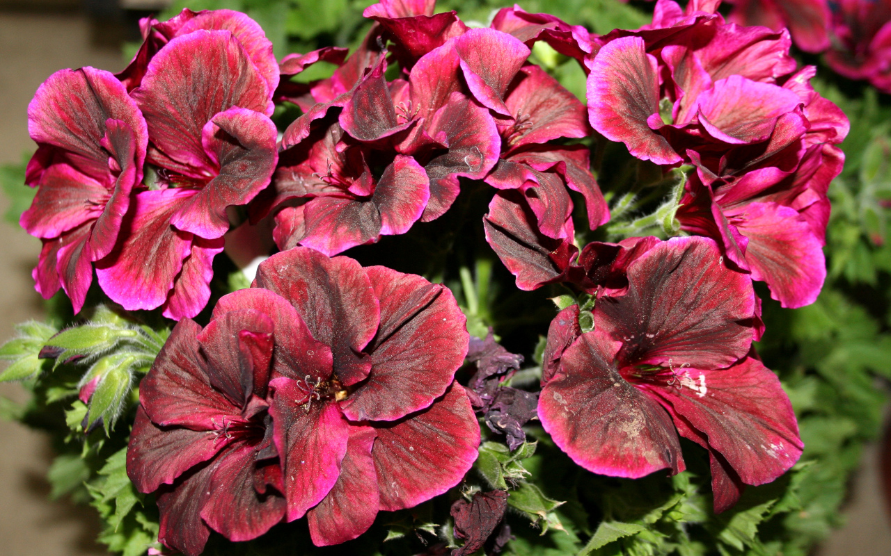 Красивые бордовые цветы герань крупным планом 