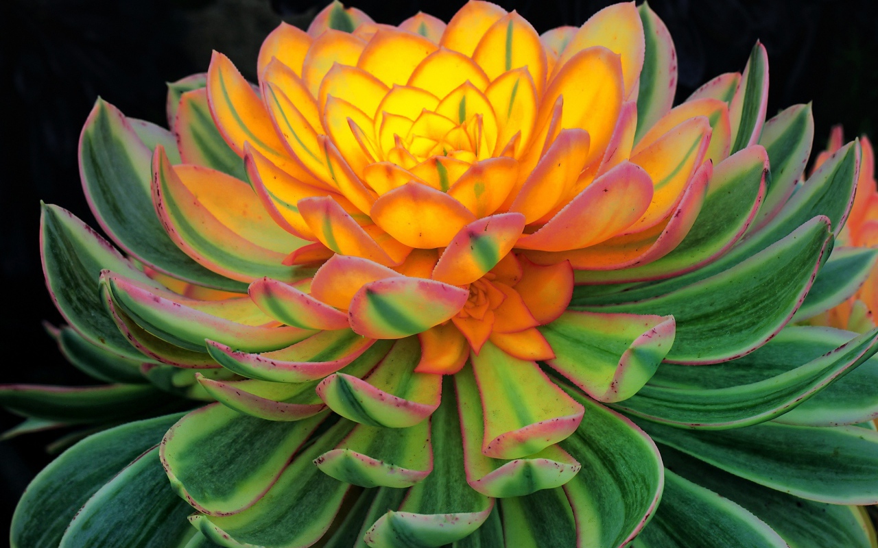 Красивый цветок каменная роза, молодило 