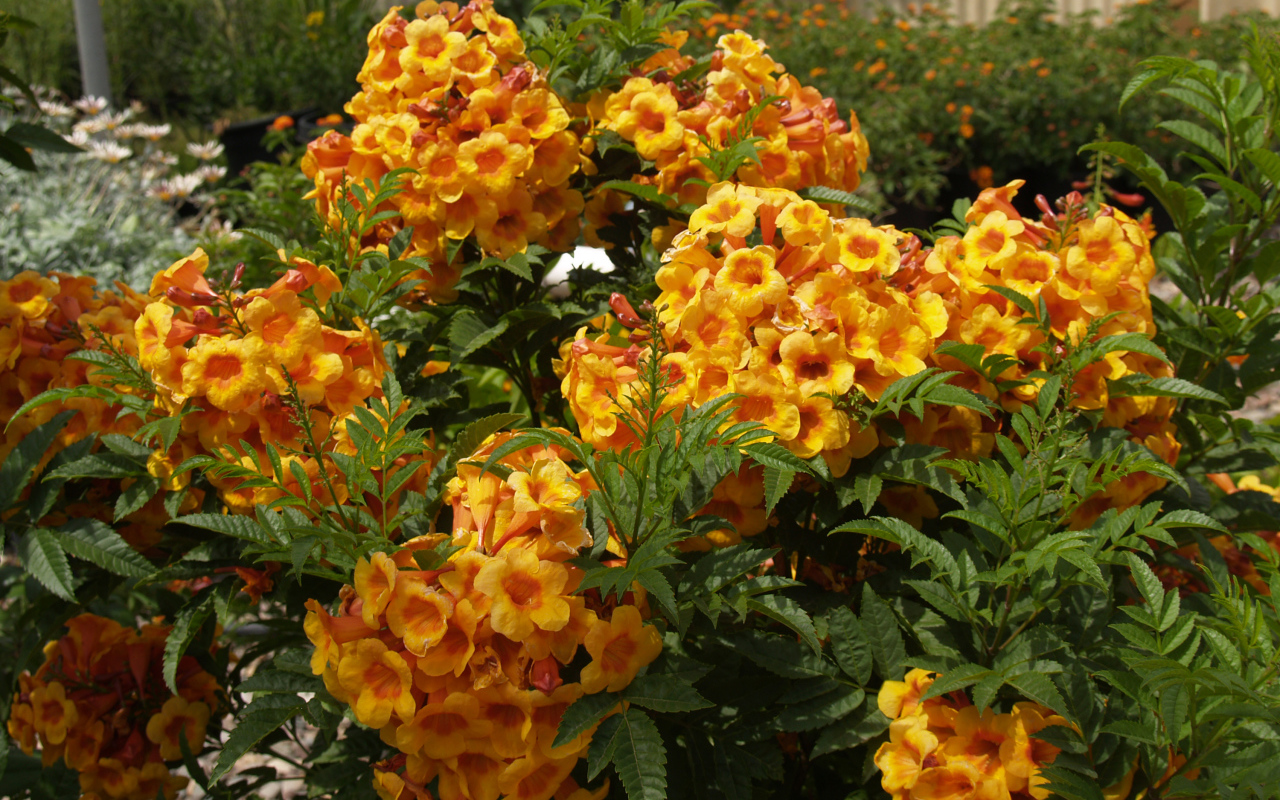 Красивые садовые цветы кампсис оранжевого цвета