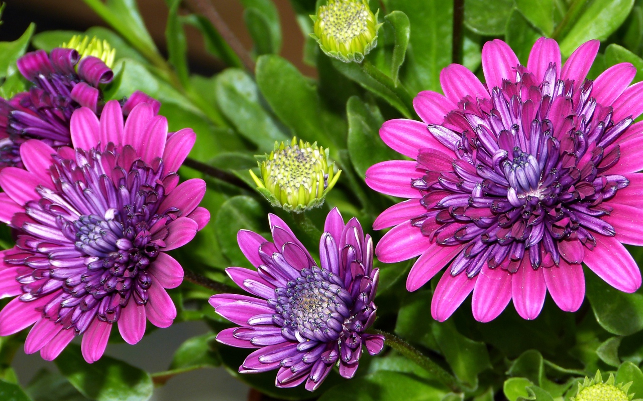 Красивые сиреневые цветы хризантемы