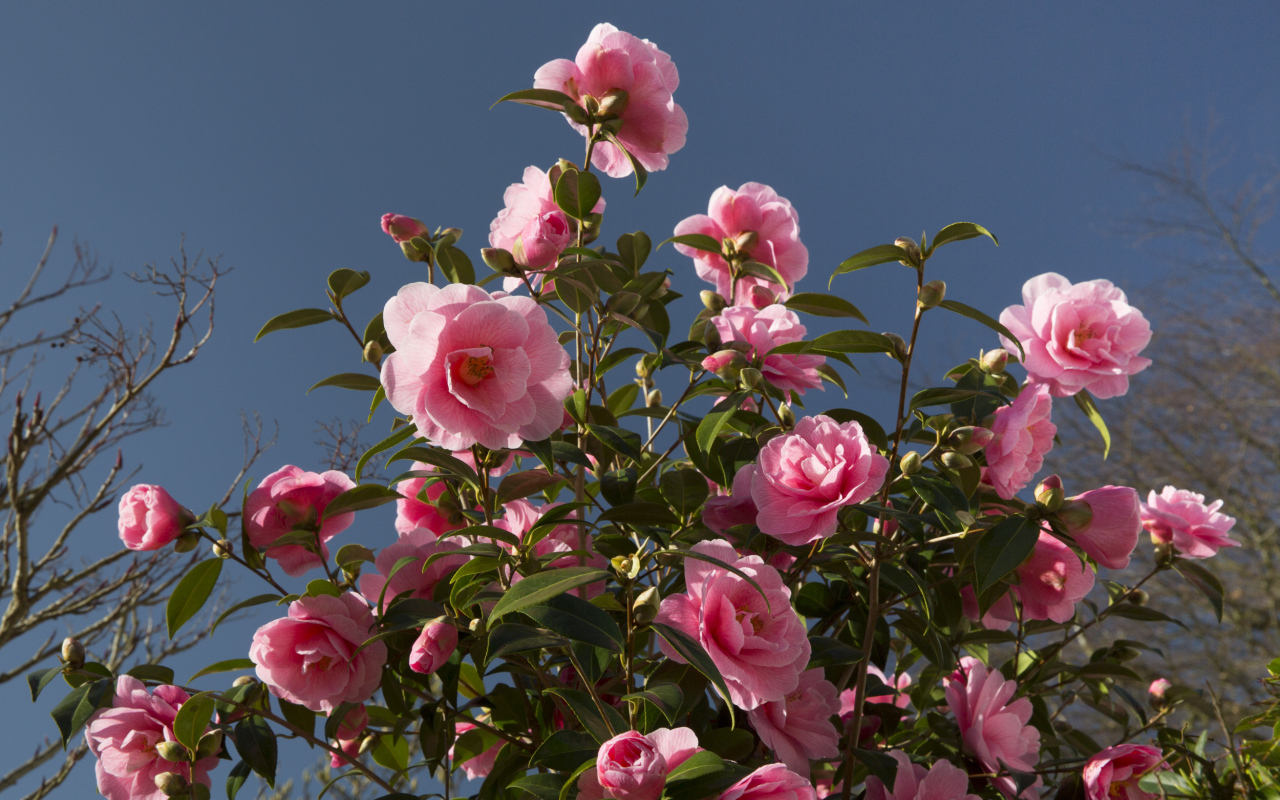 Красивый розовый куст цветов камелия 