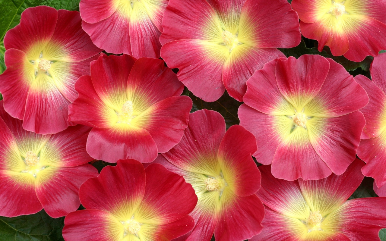 Красивые розовые цветы мальва 