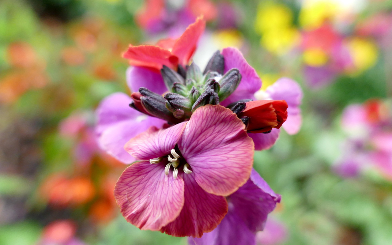 Красивый розовый садовый цветок крупным планом