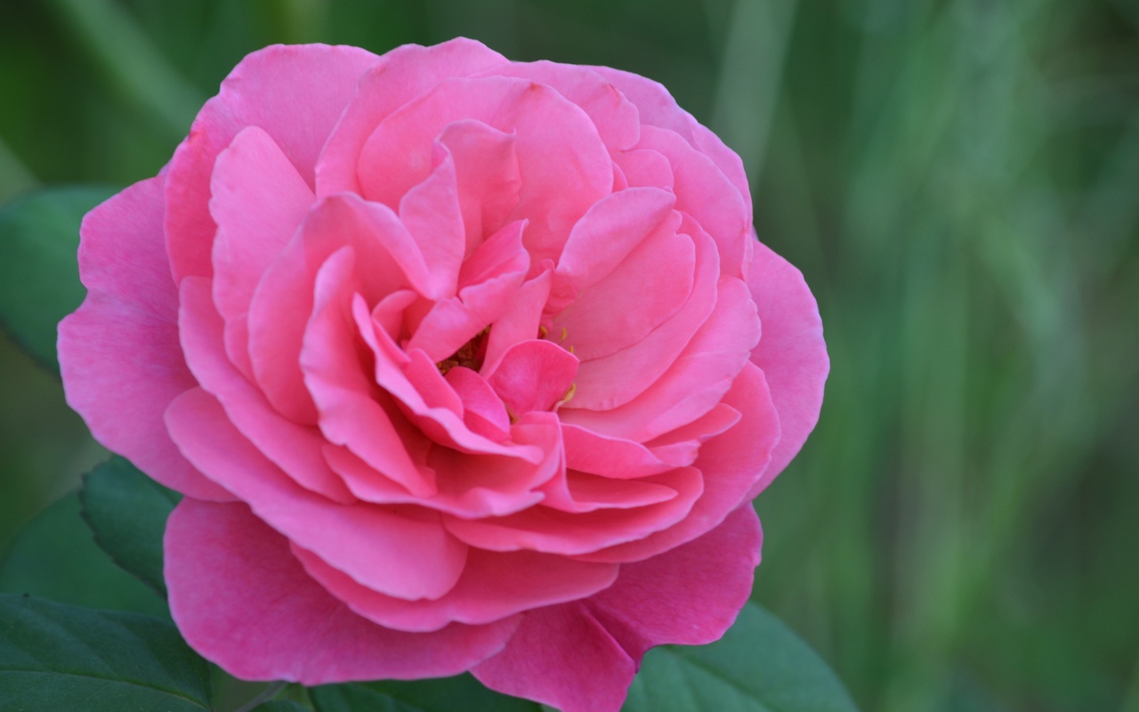 Красивая розовая роза крупным планом 