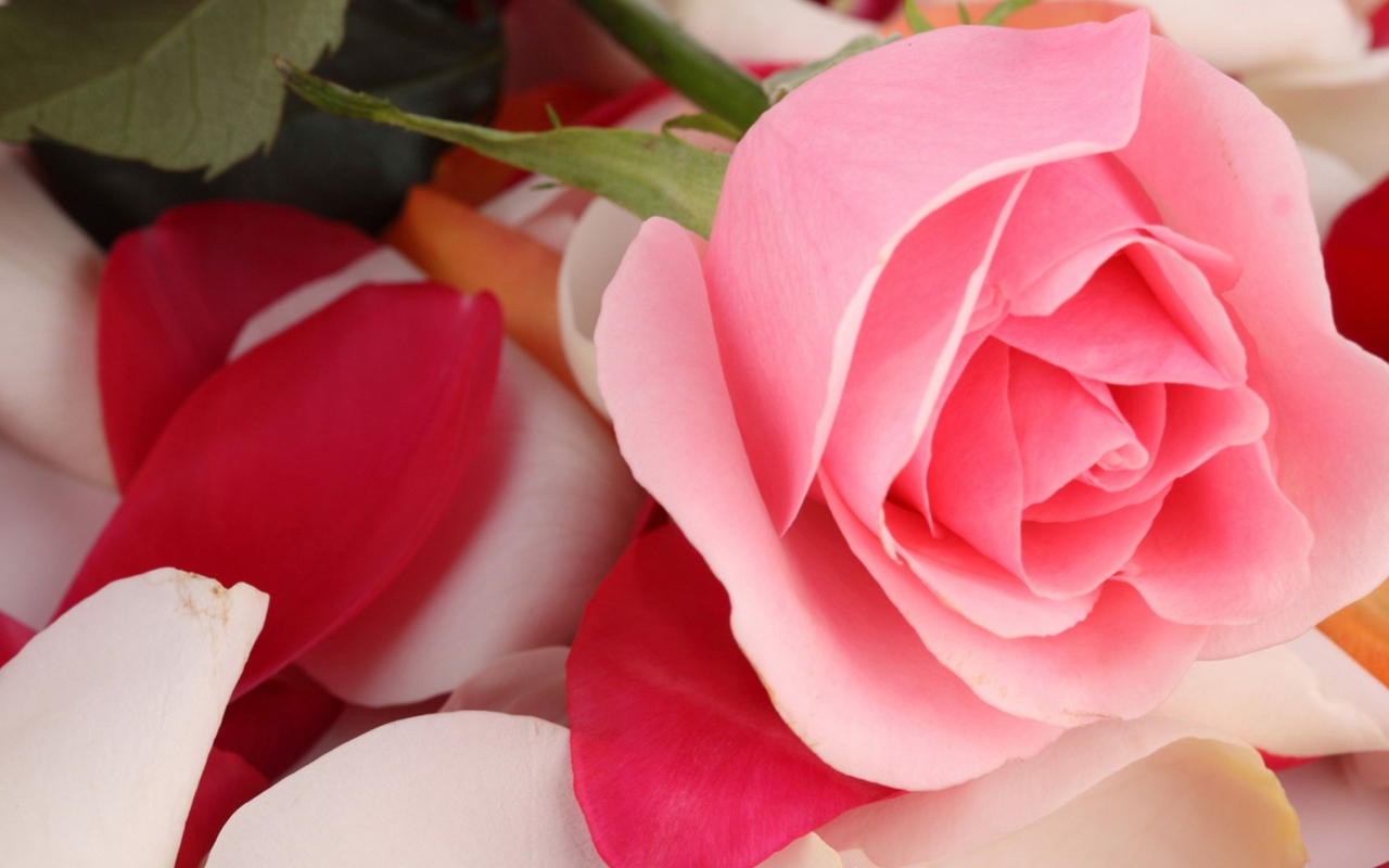 Красивая розовая роза лежит на лепестках 