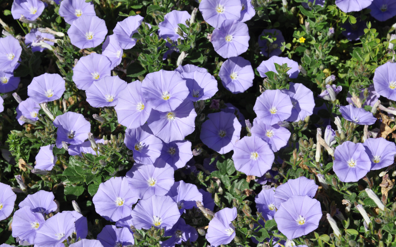 Красивые фиолетовые цветы петуния в саду