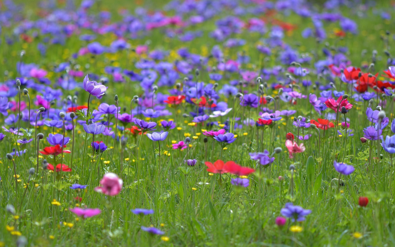 Красивые фиолетовые полевые цветы летом 