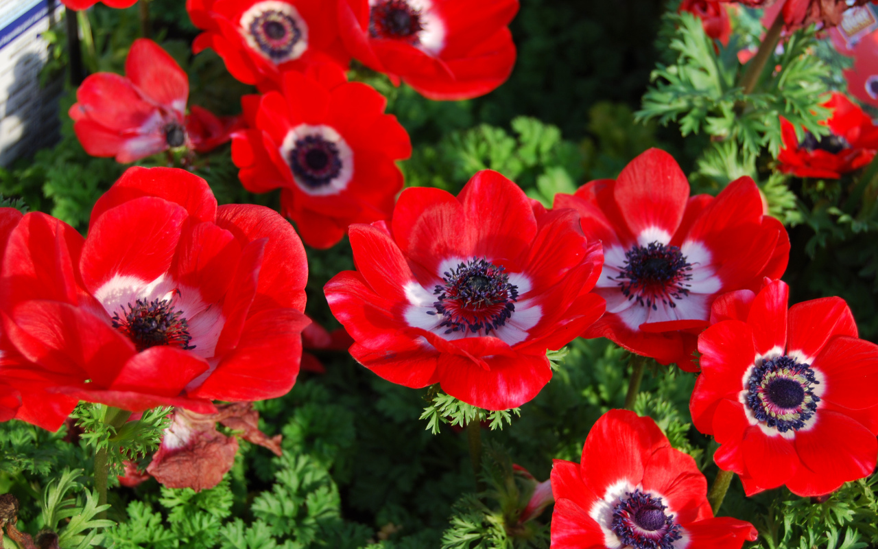 Красивые красные цветы Анемоны на клумбе
