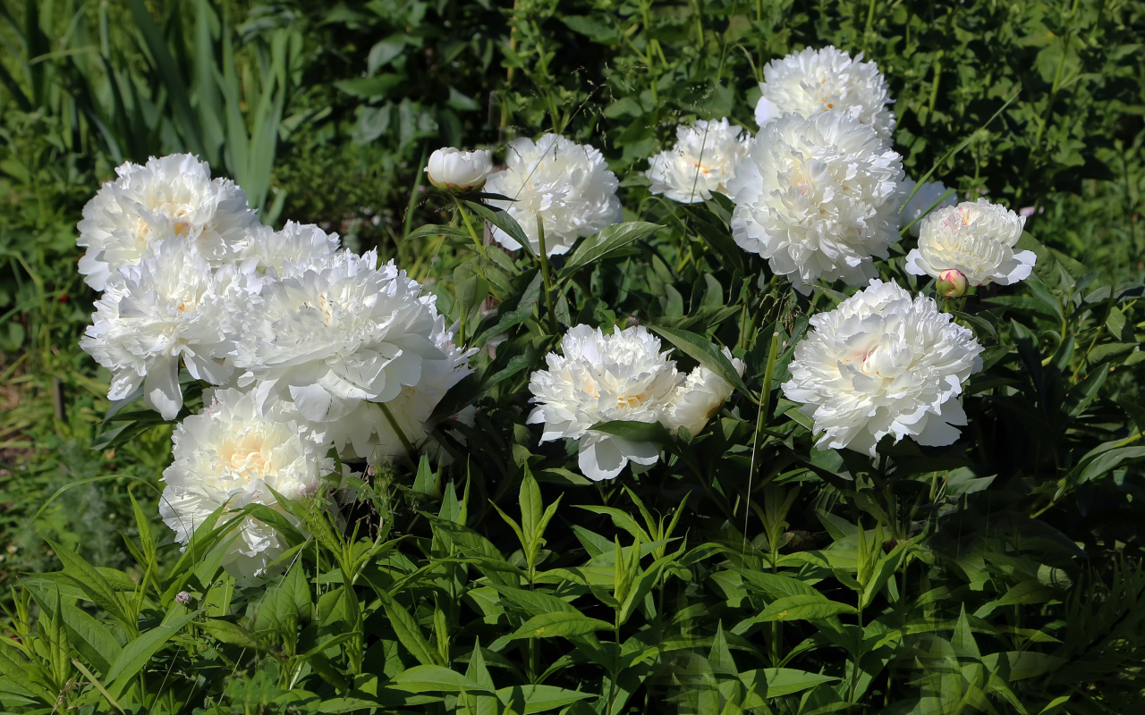 Красивые нежные белые пионы на клумбе