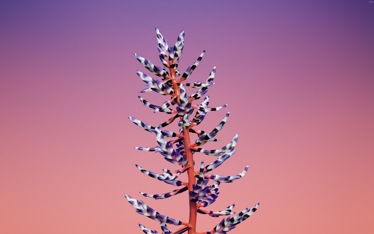 Красивый необычный цветок на розовом фоне