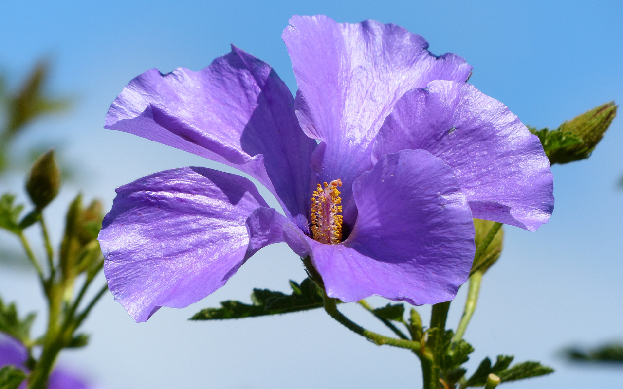 Красивый фиолетовый цветок гибискуса