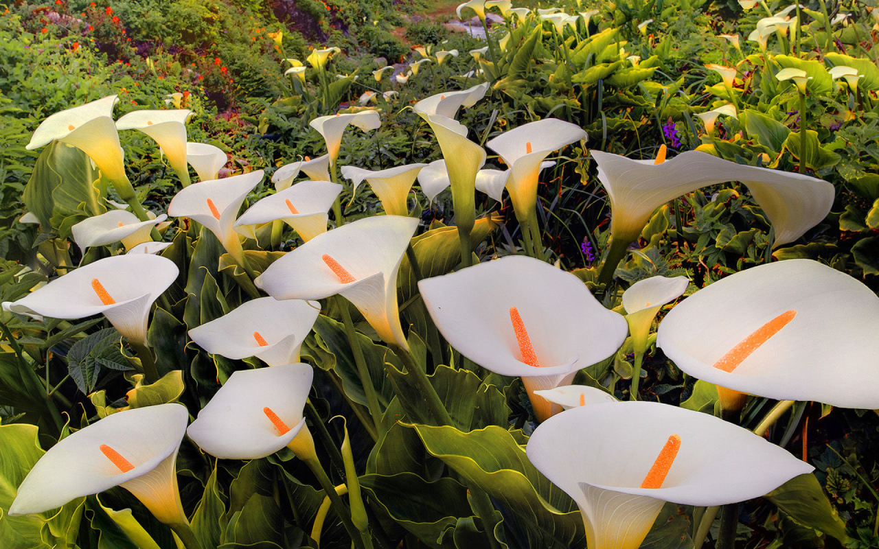 Красивые белые каллы 