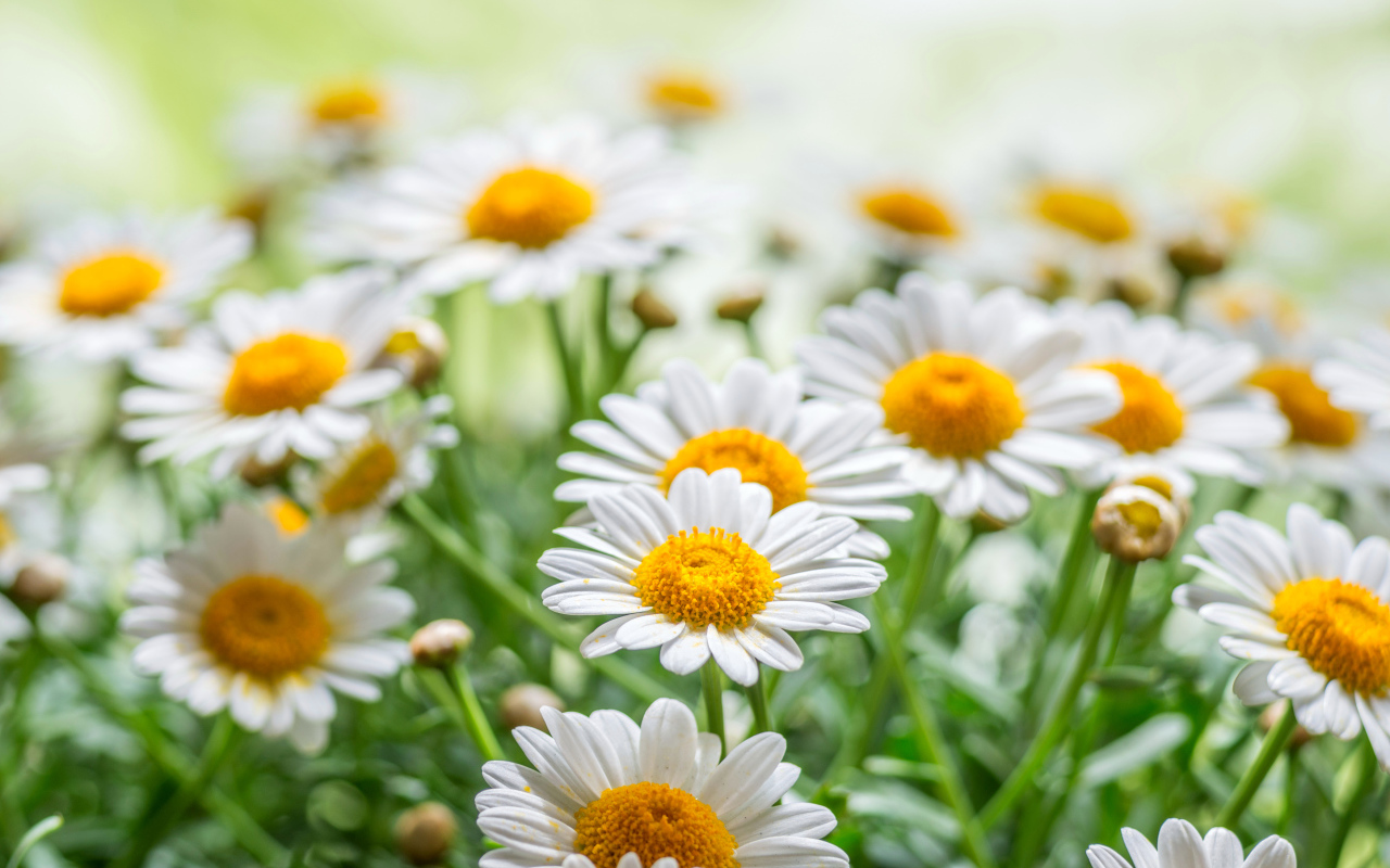 Красивые белые ромашки с желтой серединкой