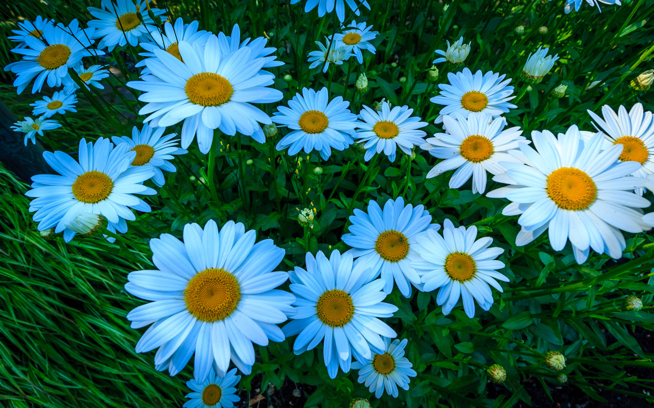 Красивые белые цветы ромашки на клумбе