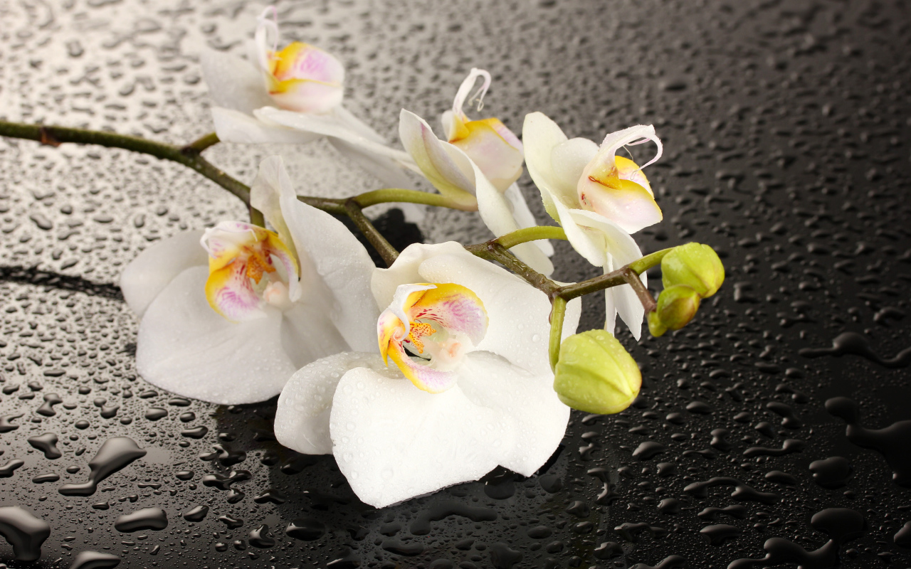 Красивые белые цветы орхидеи на мокрой черной поверхности