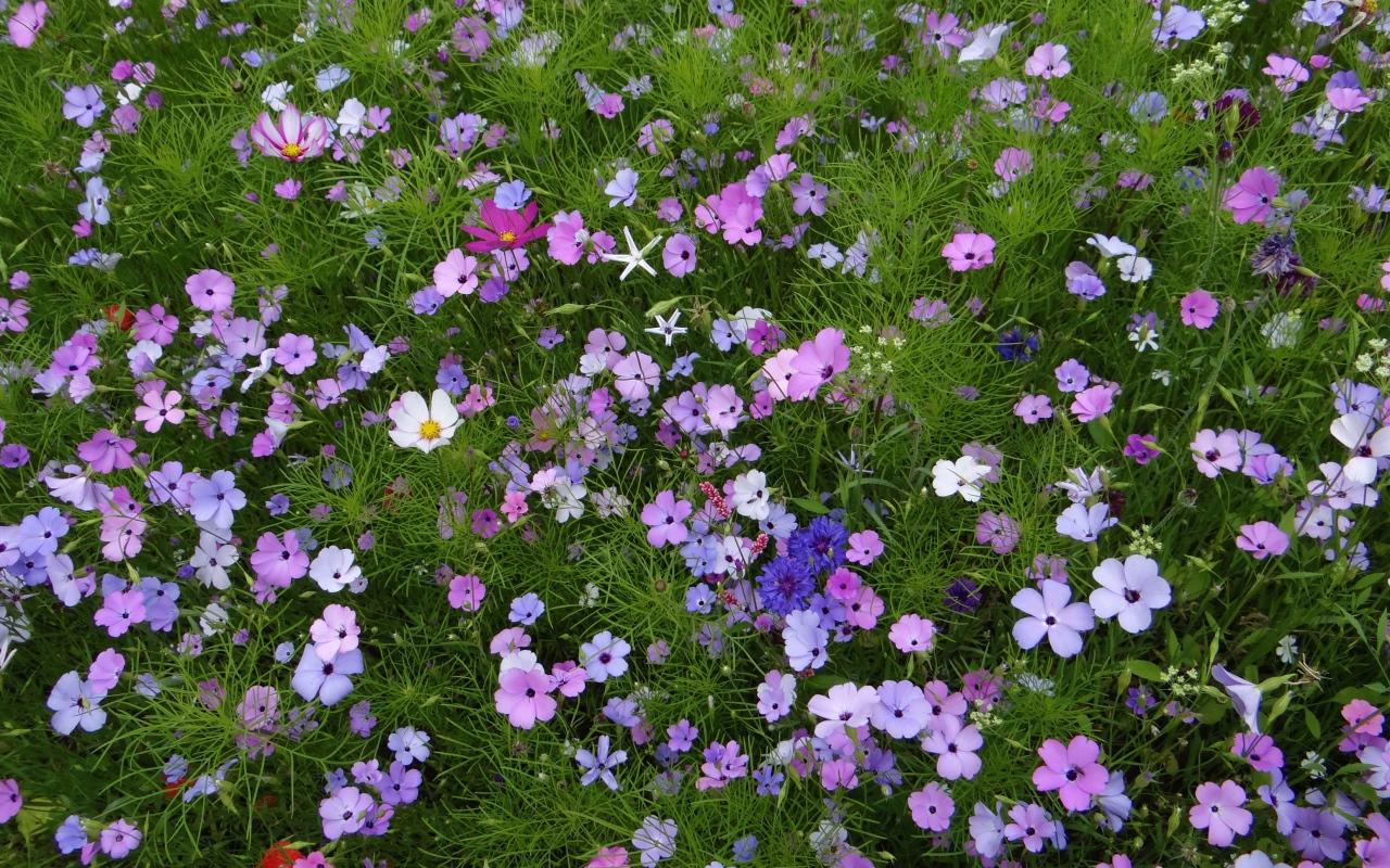 Красивые полевые цветы космея и голубые васильки