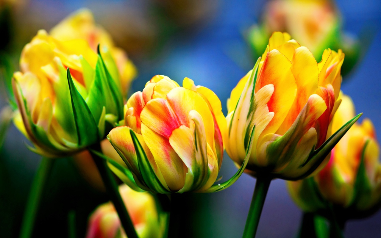 Красивые желто - красные тюльпаны крупным планом