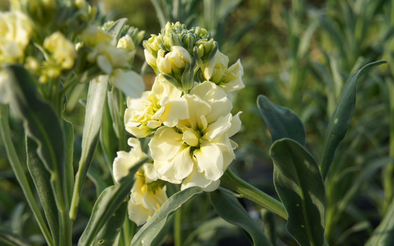 Красивый желтый цветок левкой с бутонами крупным планом