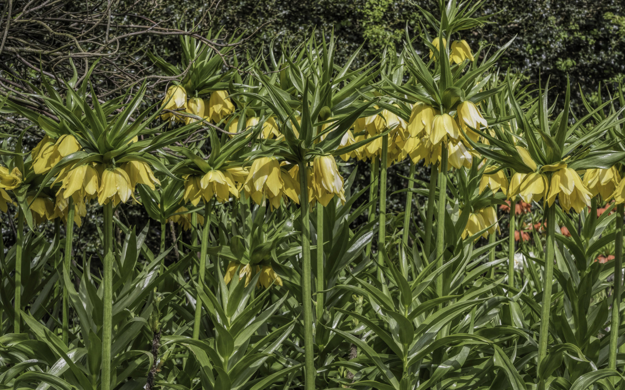 Красивые желтые цветы рябчики 