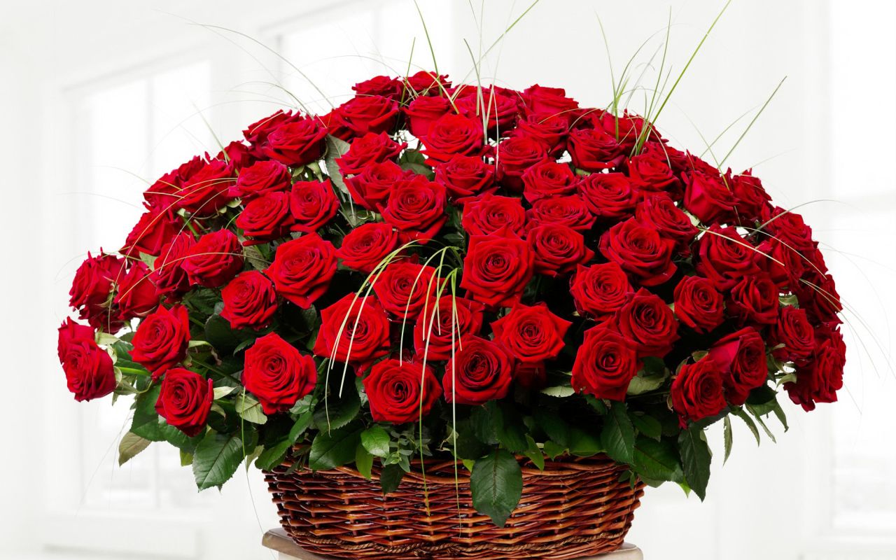 Большой букет красивых красных роз в корзине на белом фоне 