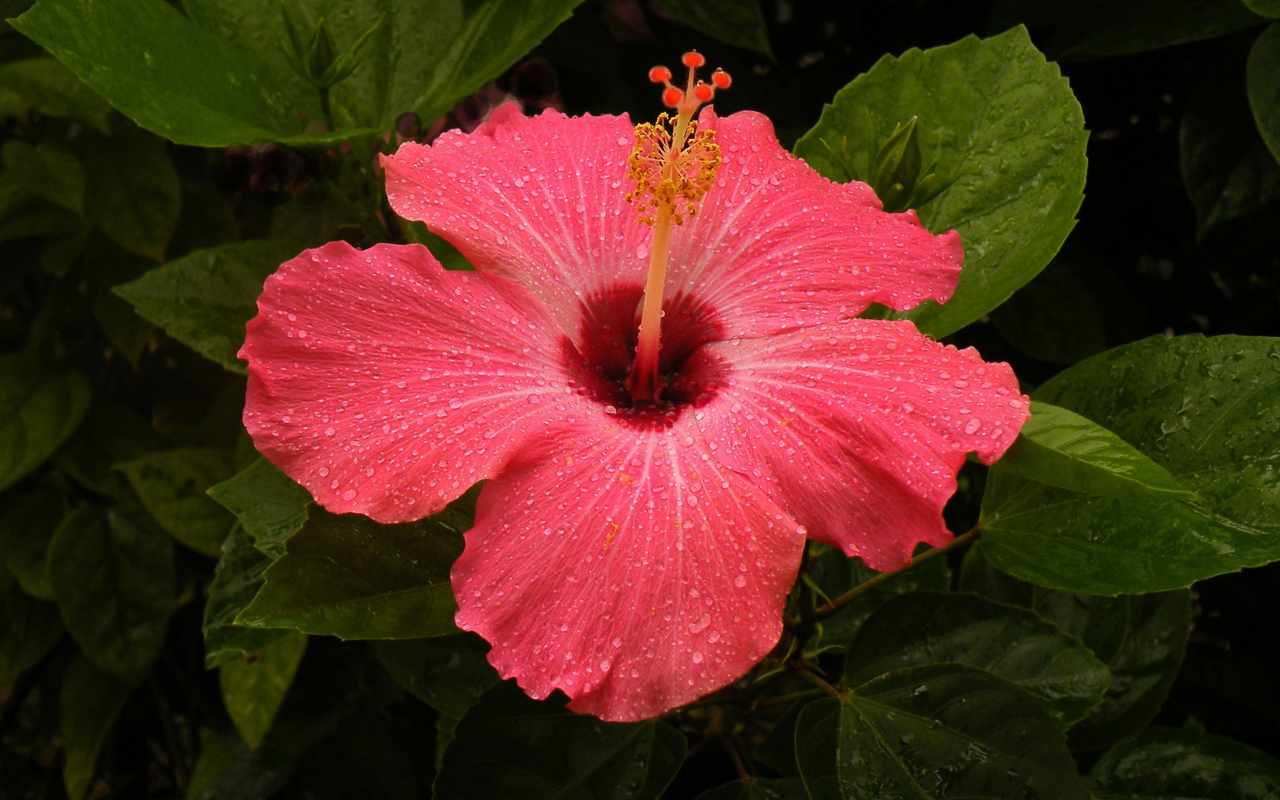 Большой красный цветок  гибискус 