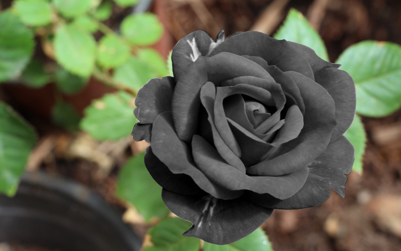 Black rose flower close-up
