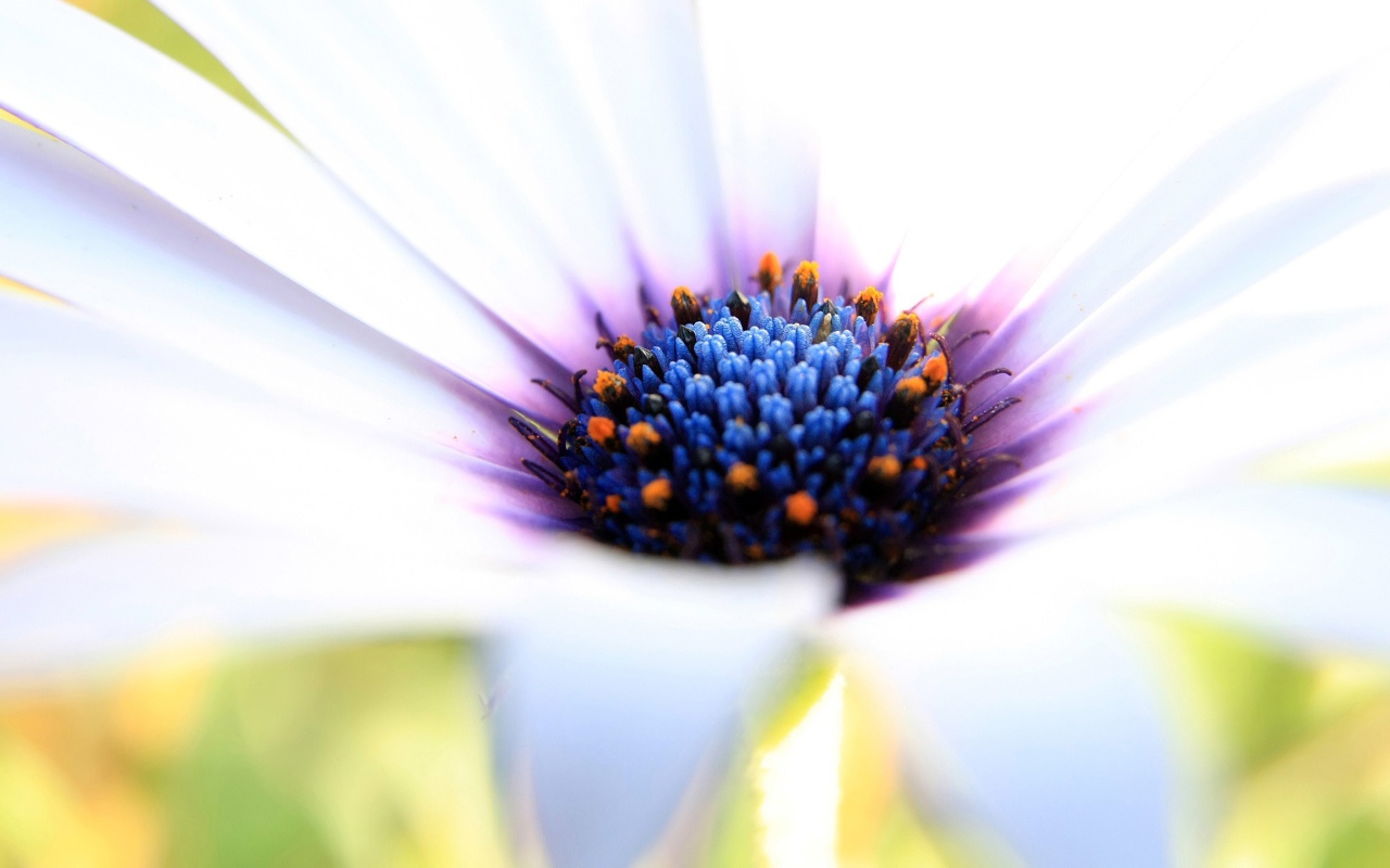 Синяя сердцевина белого цветка 