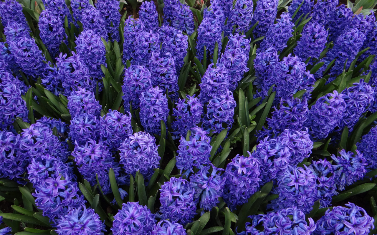 Голубые цветы гиацинты на клумбе крупным планом