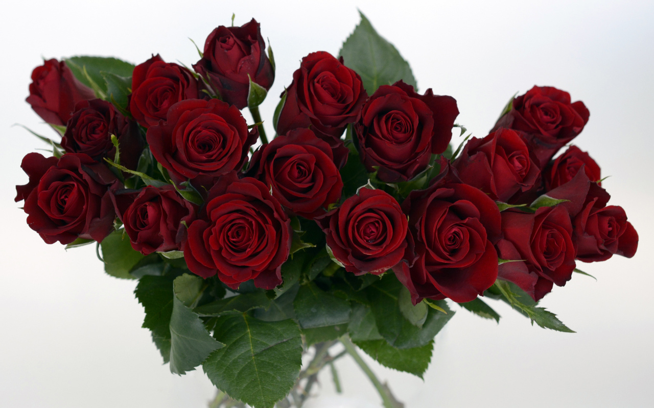 Букет бордовых роз крупным планом на белом фоне 