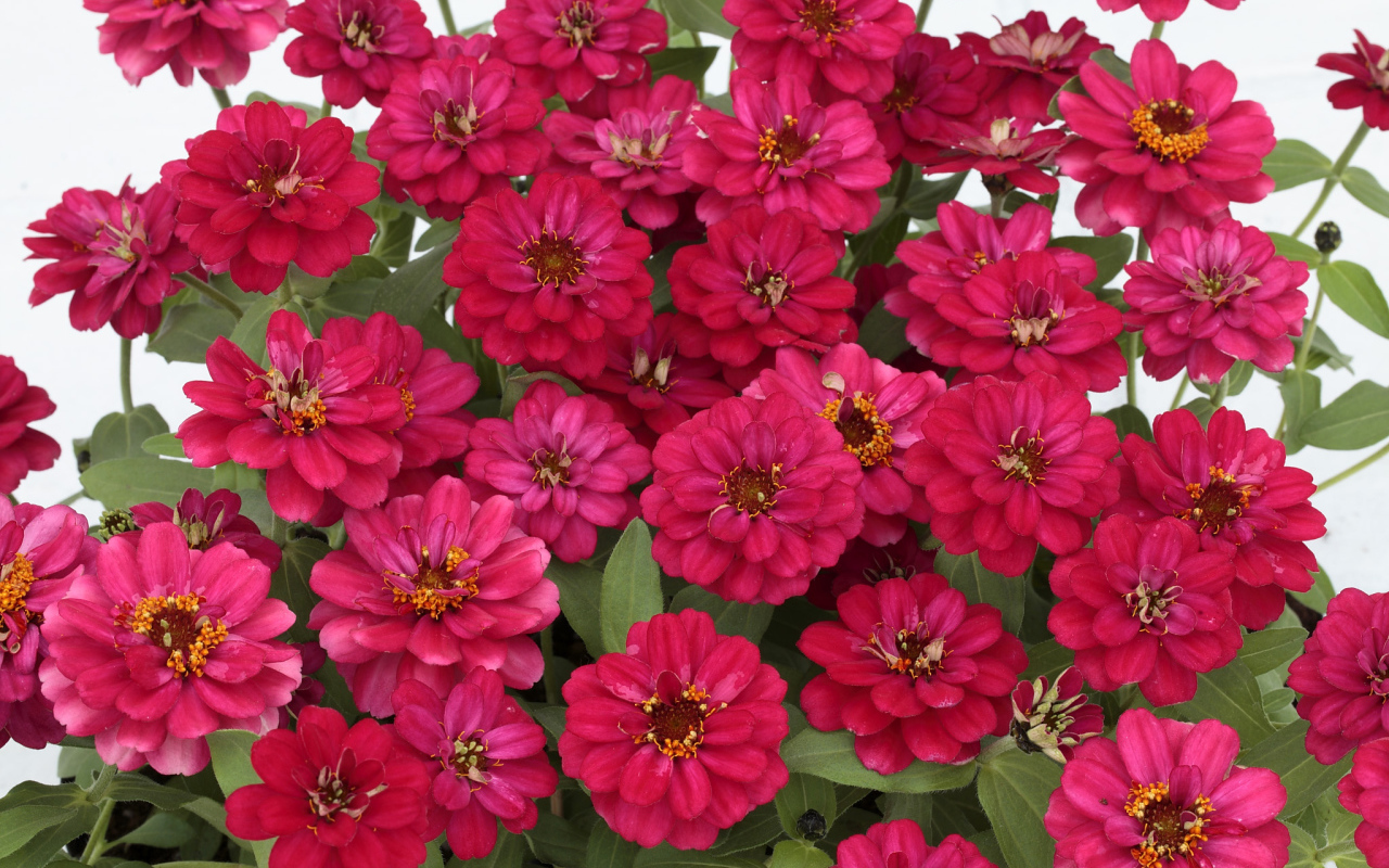 Букет розовых цветов цинния